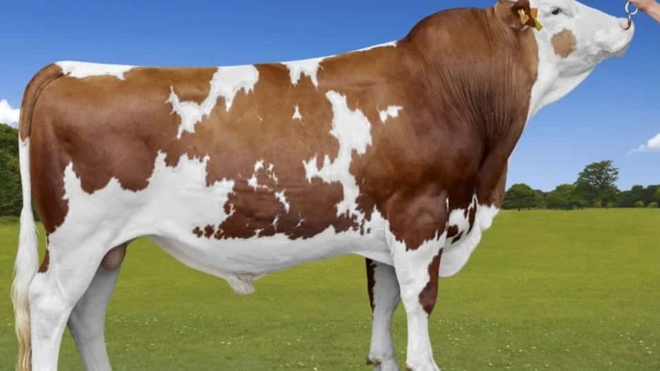 OWEN - Montbeliarde