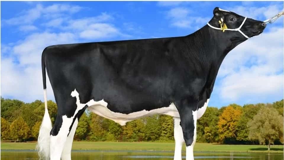 PEDRIN P - Holstein