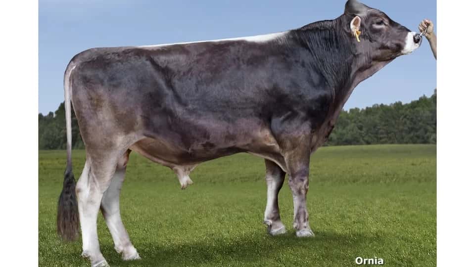 Rumi - Brune