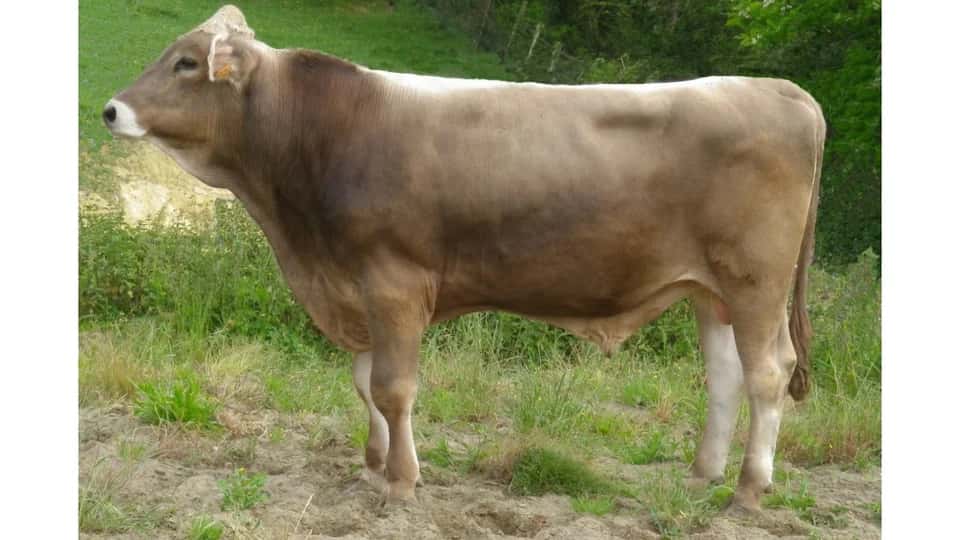 Roque - Brune