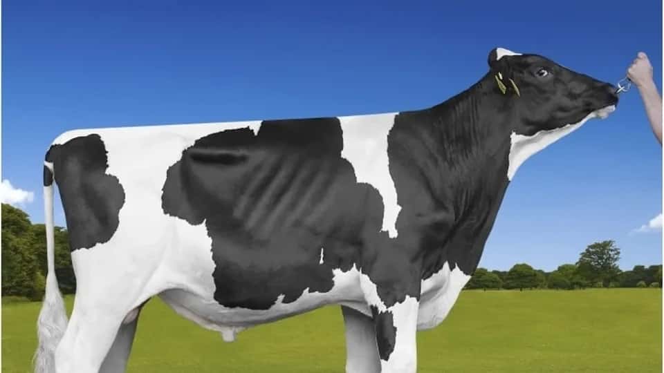 SKI - Holstein