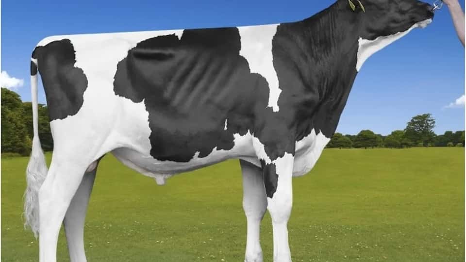 SKI - Holstein