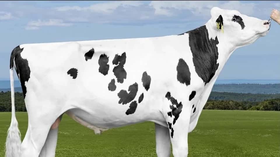 VISION - Holstein