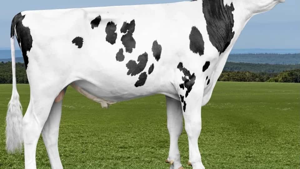 VISION - Holstein