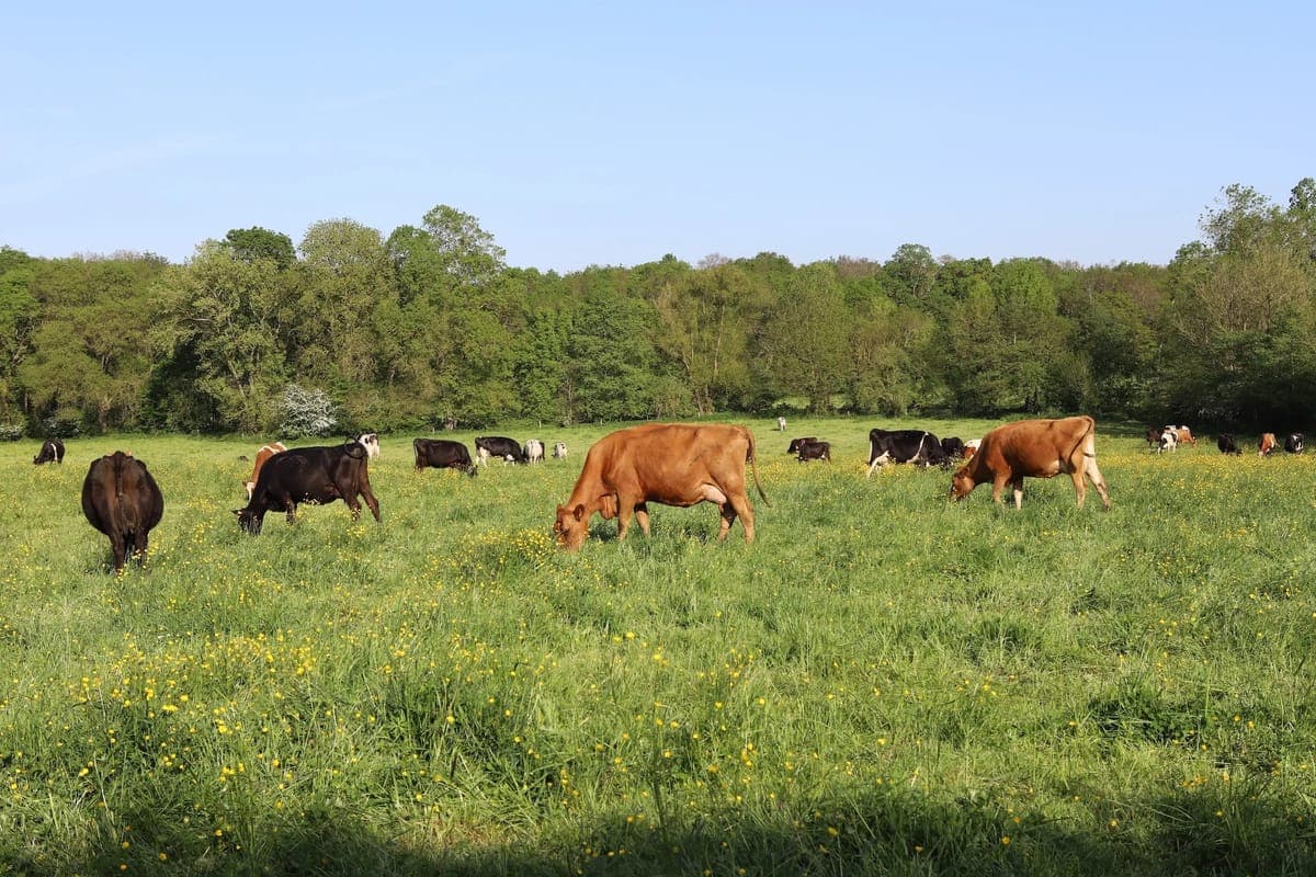 Troupeau de vaches dans un champ