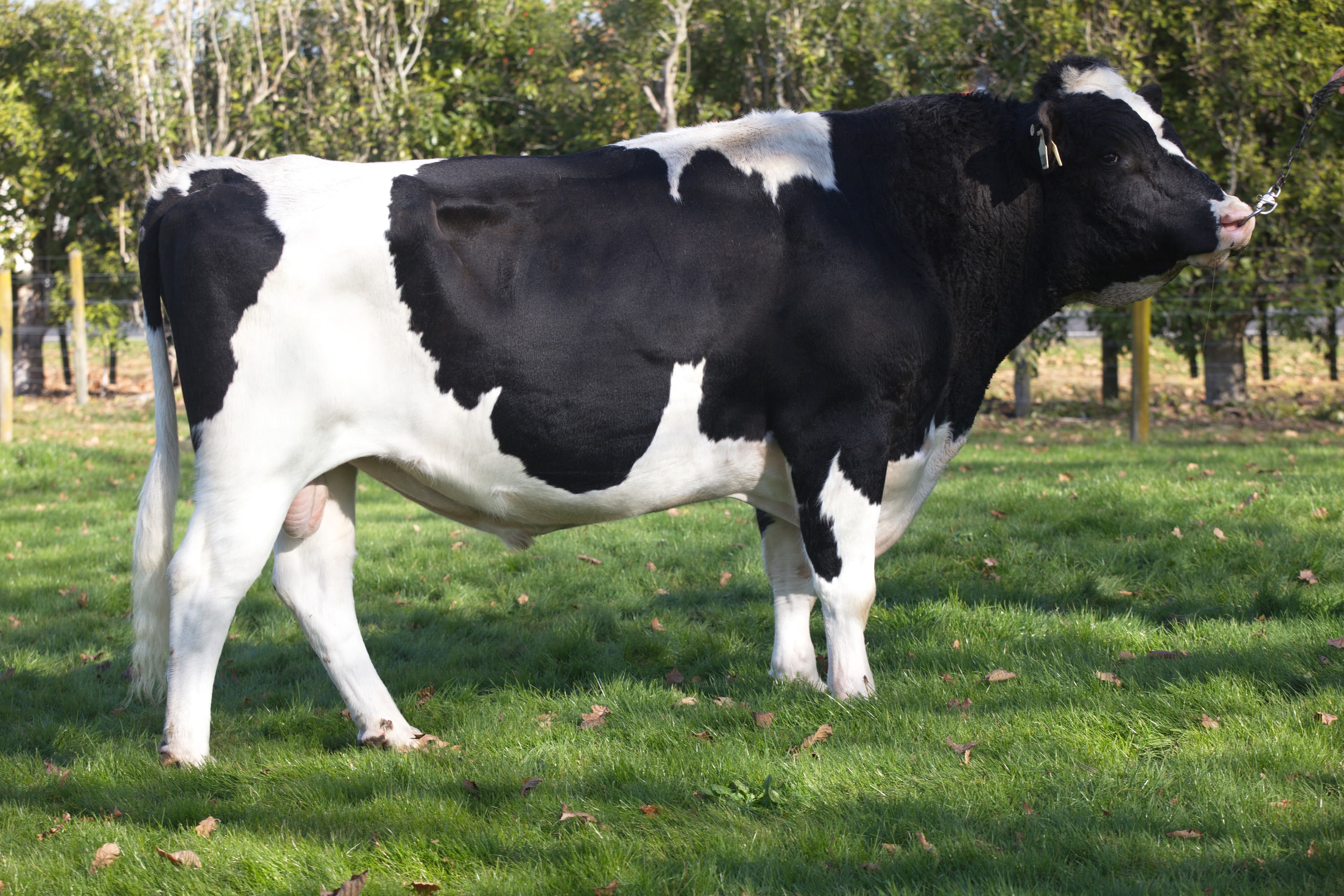 Image de Bagworth Pf Grandeur S1F