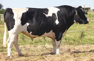 Image de Arkan Fm Buster-ET S2F