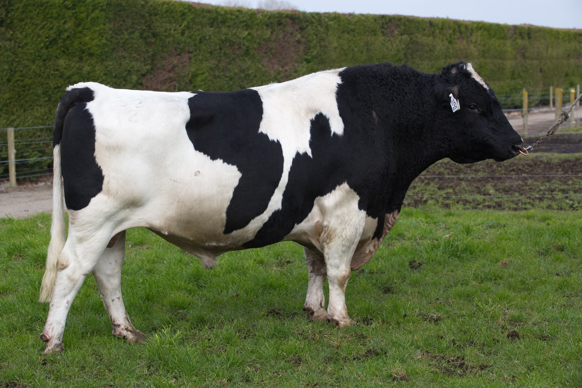 Image de Jacles Boy Jaks S2F