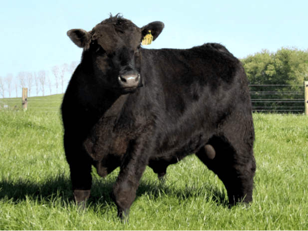 Image de Rissington 180091