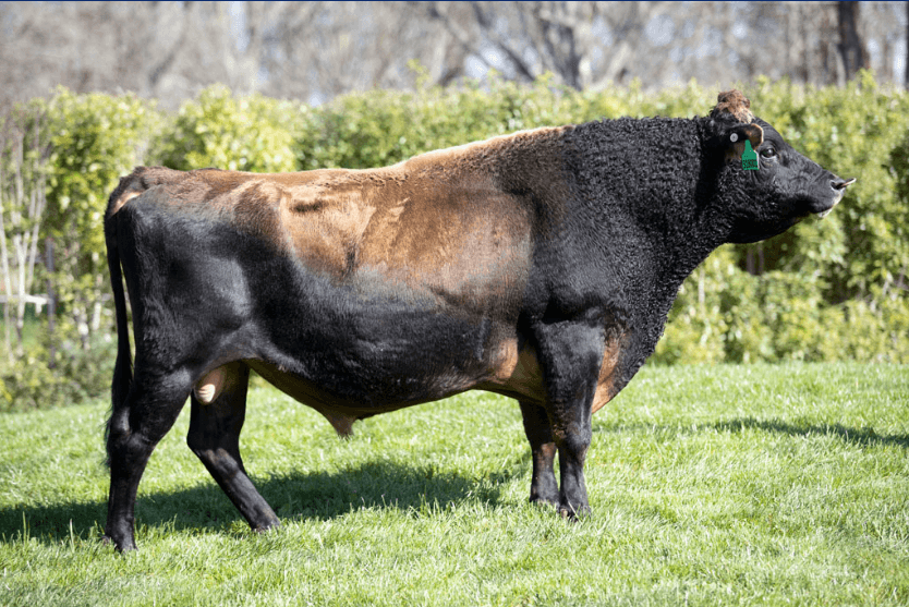 Image de OKURA PEPPER LUCCA 