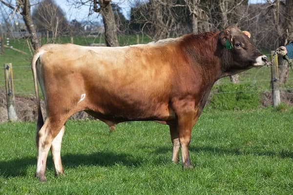 Image de Tironui Superman ET