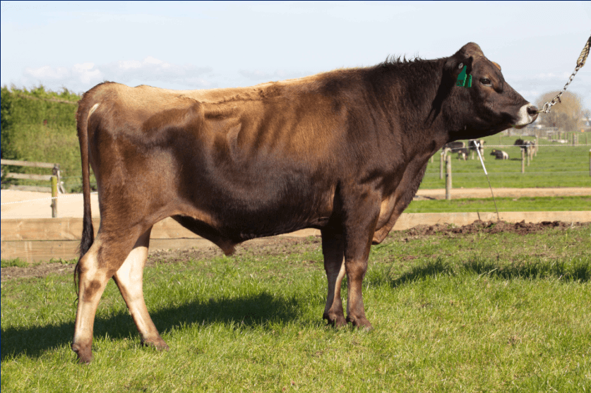 Image de Glenui Gb Lucian