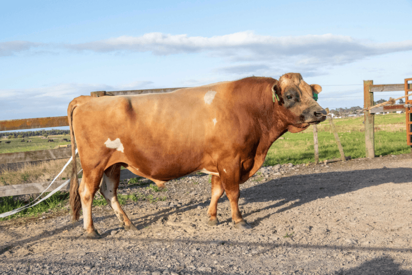 Image de TIRONUI GB MONTAGE-ET 