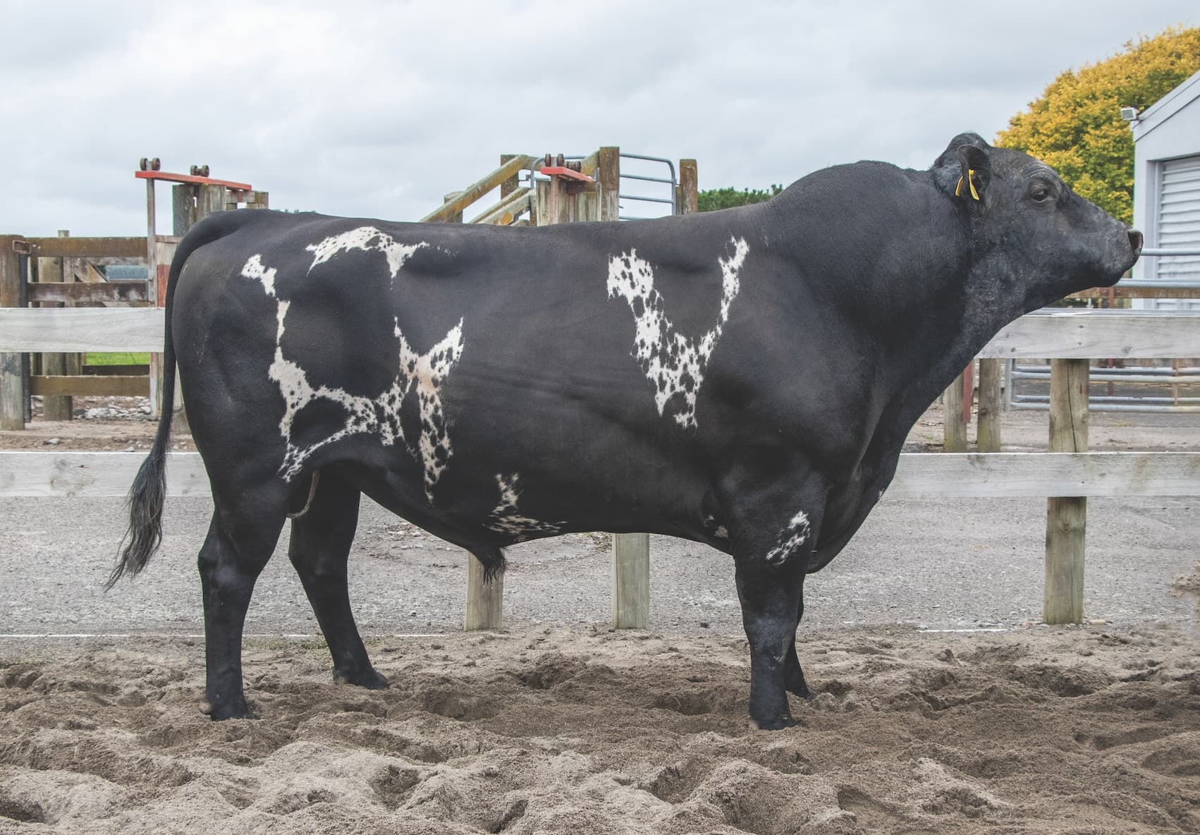 Image de LYNBROOK KRYPTONITE 