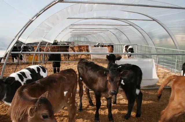 animal-calves-calf-health-and-hygiene