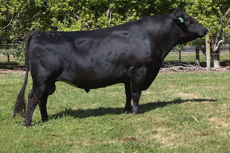 Image de Arkans Beaut ET