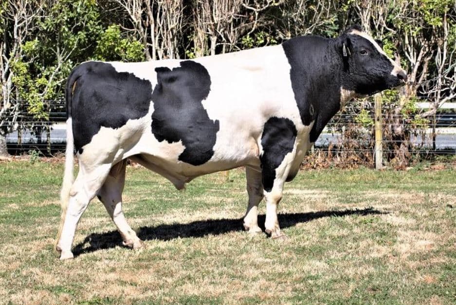 Image de Zinks Gfb Bachelor ET S1F