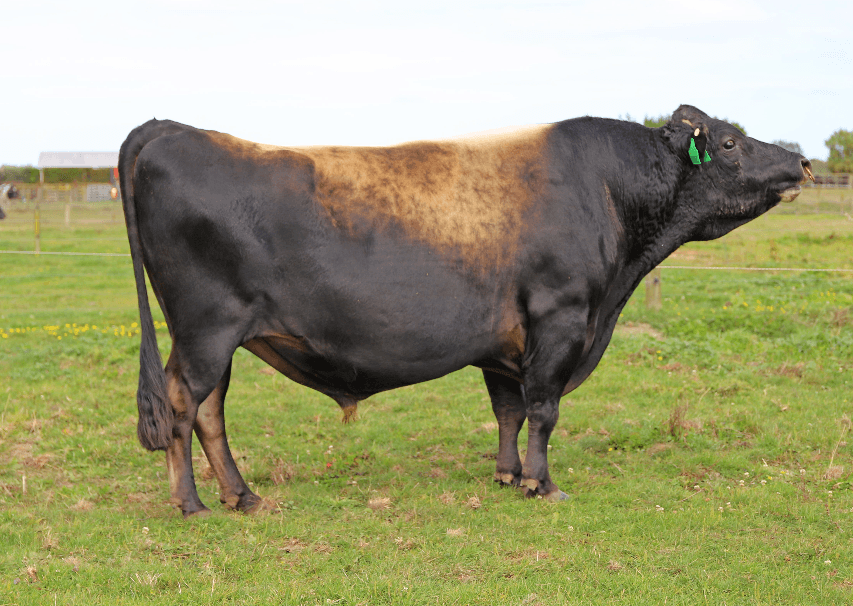 Image de Glanton Desi Banff