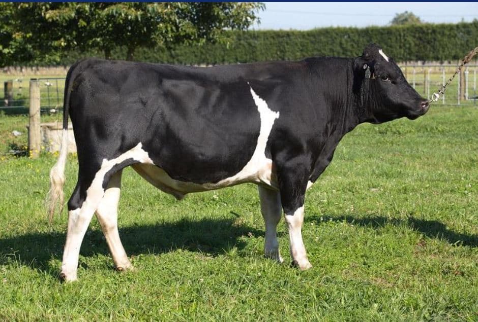 Image de Printemps Trallee Bass ET S2F