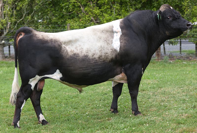 Image de Bells Cm Conrad S2J