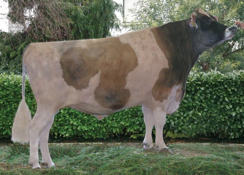 Image de Brooks Atila ET