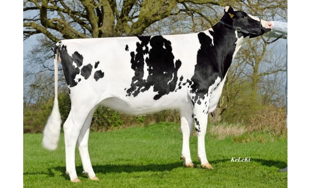 Image de Carrygold Gh Kerman ET