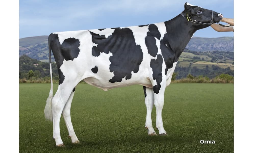 Image de Cash Dupont