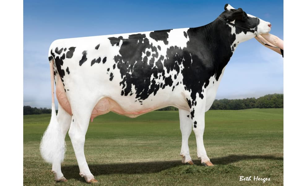 Image de Chiffon Jagger  ET