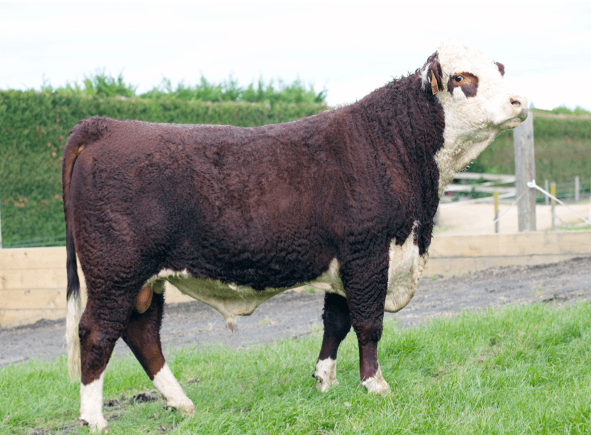 Image de NZHA Cooper