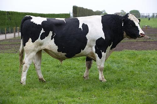 Image de Costers Polician S3F