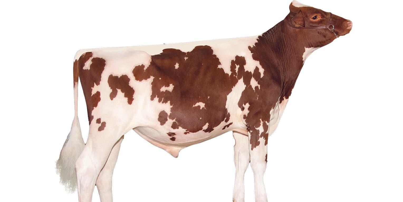 Image de D&D Deb Mogul P Red 