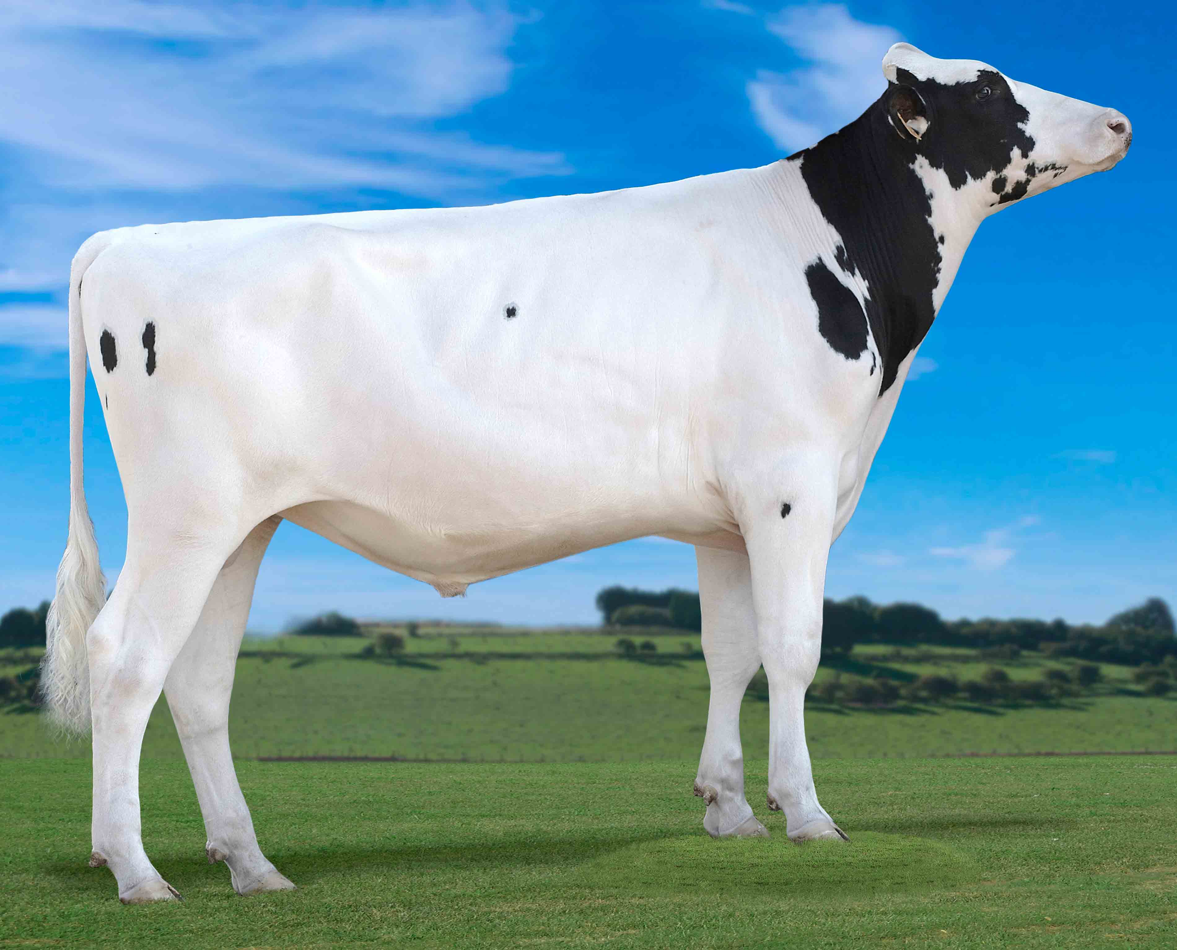 Image de Dkr Derry ET