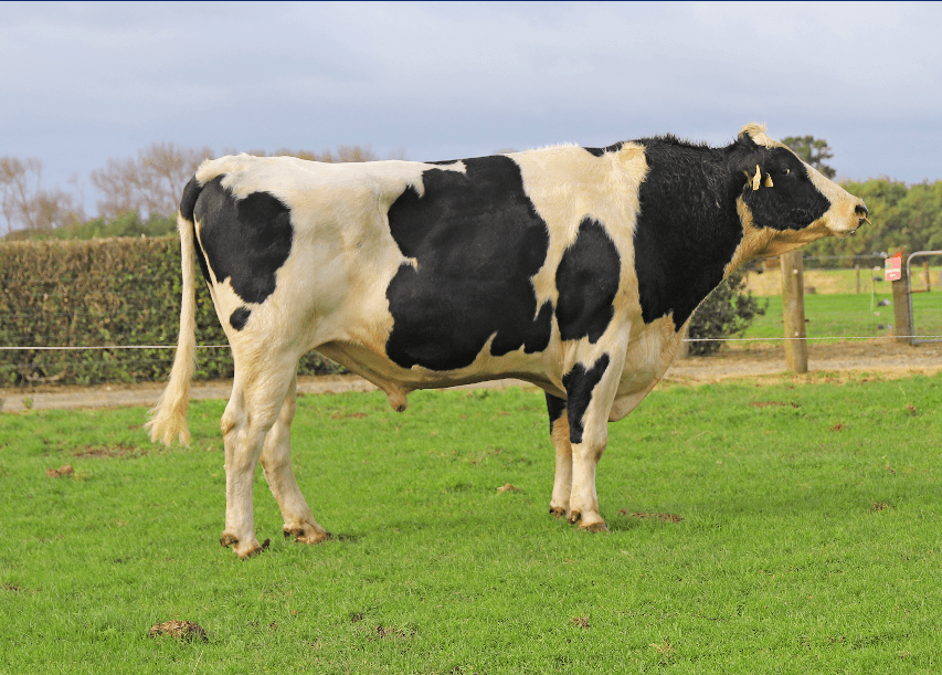 Image de Buelin Bm Équator S2F