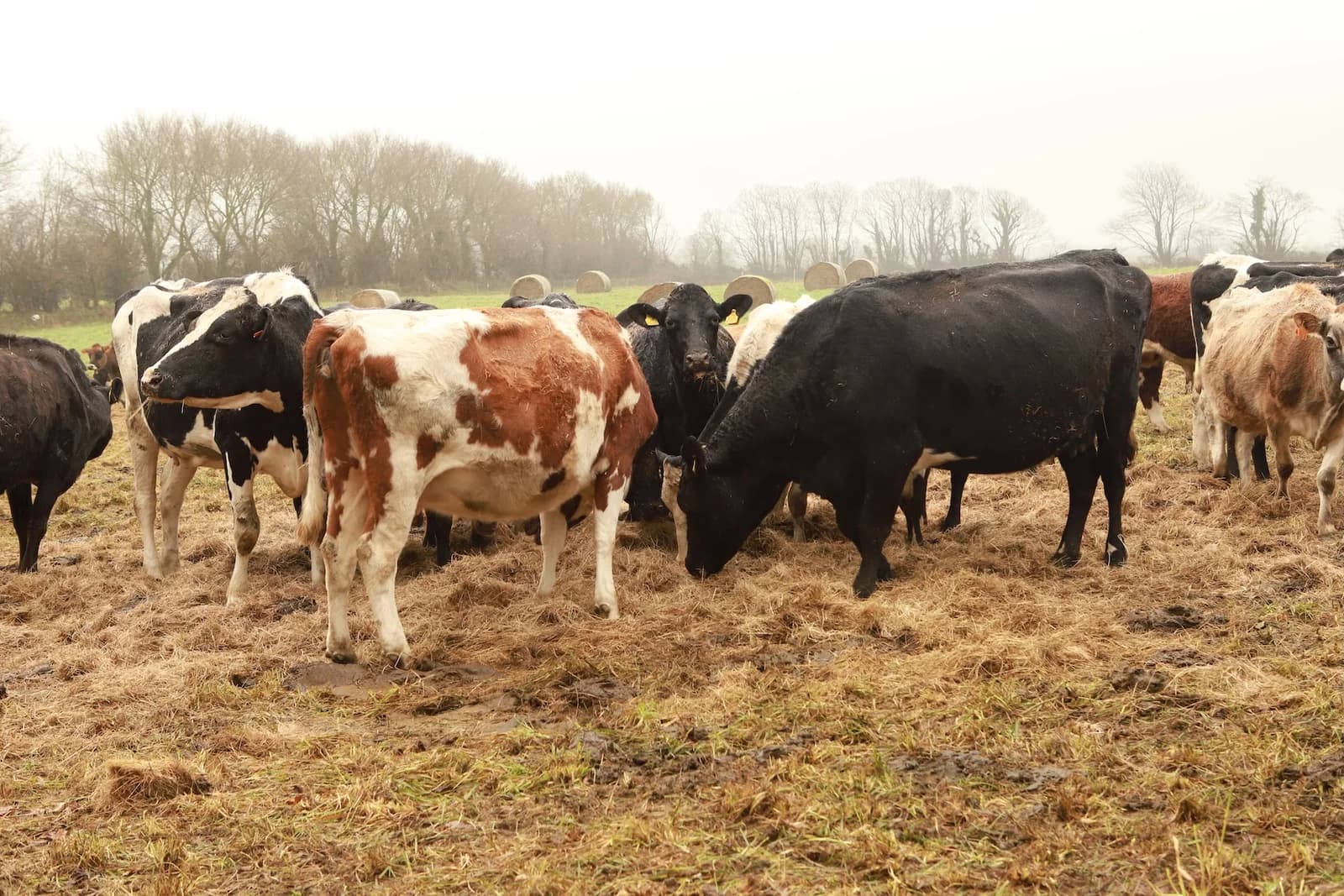 Balle grazing