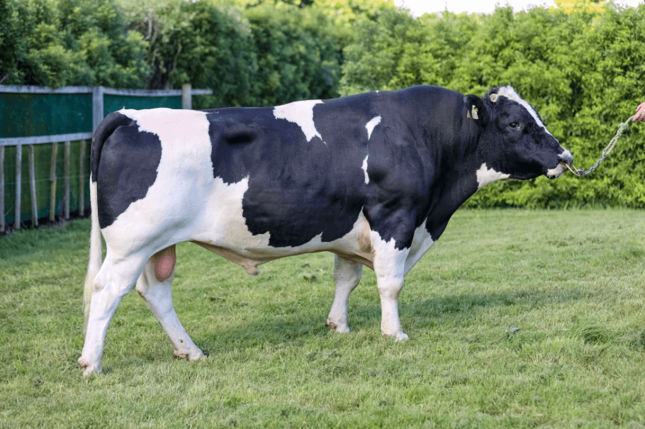 Image de Titi Max Impact S2F