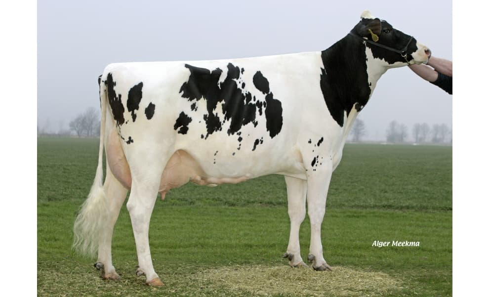 Image de Koepon Ocasion ET