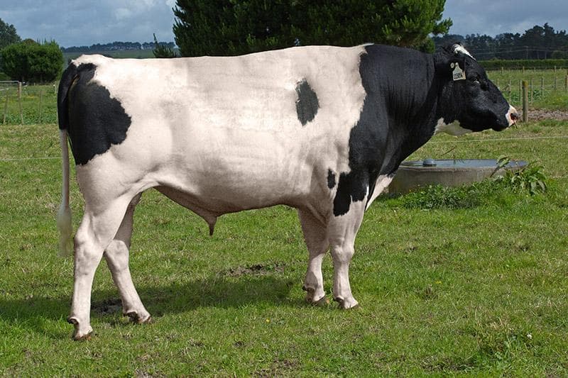 Image de Langevelds Fi Pin-Up S2F