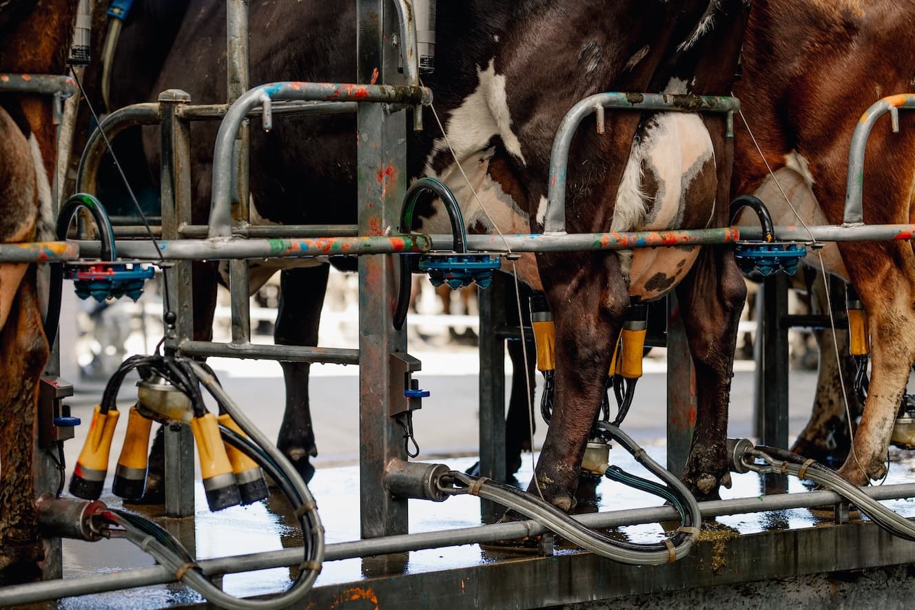 LIC Rakaia Island Nov 22