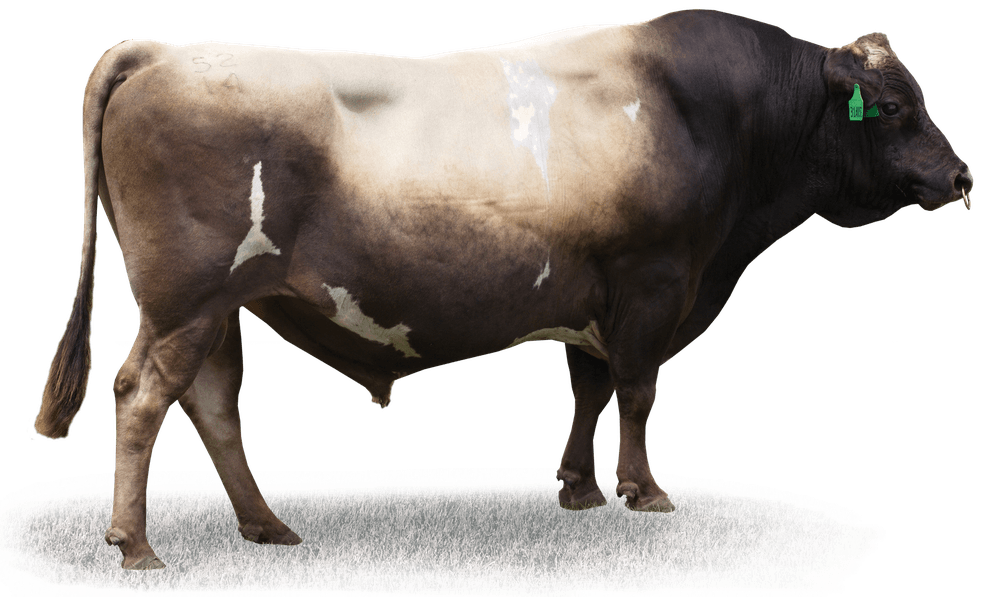 Image de Crescent Excell Misty ET