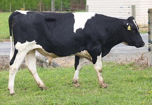 Image de Mitchells WT Typhoon S2F