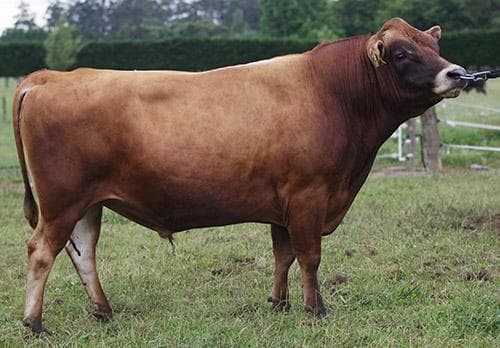 Image de Okura Lt Integrity