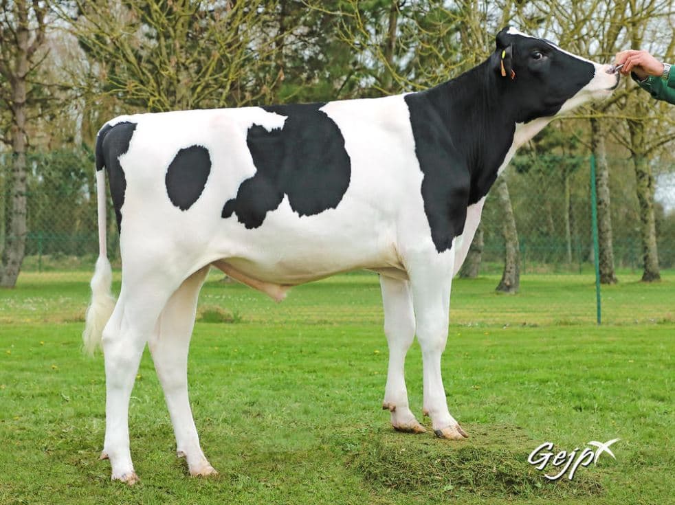 Image de Oxbow And Cows-ET