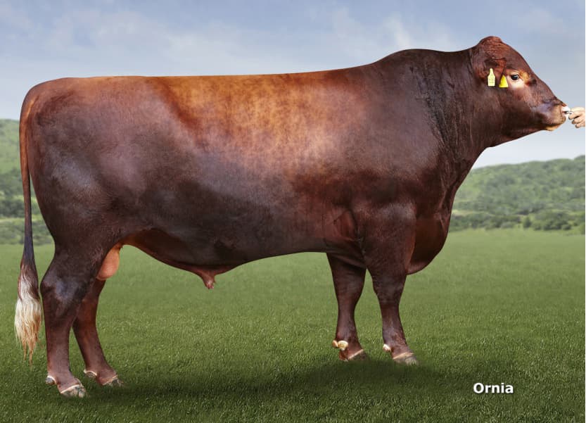 Image de Rea Colombo Red