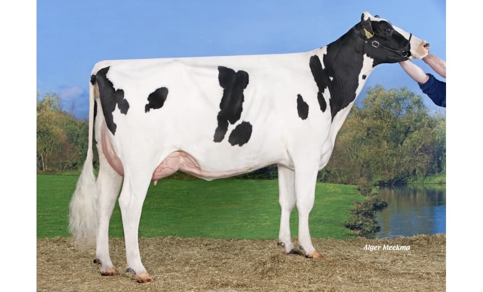 Image de Regenia Gh Domino