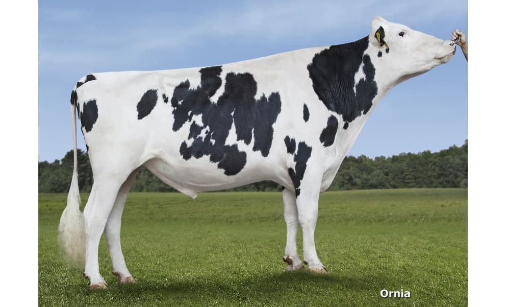 Image de Ri Ospal Nissan ET