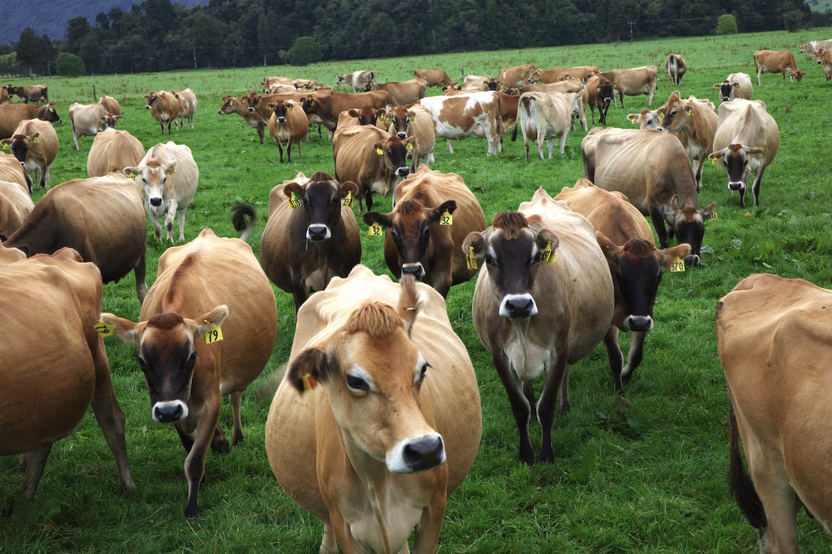 Tim Burton JGKK Herd