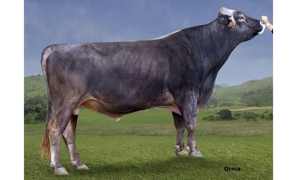 Image de Top Acres Buffy ET