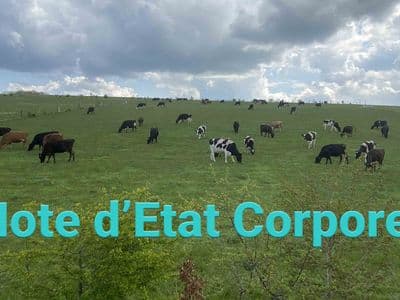 Evaluez vous-même l’état corporel de vos vaches !
