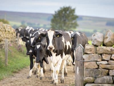 Vaches EBI