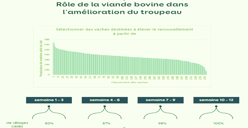 Rôle de la viande bovine dans l'amélioration du troupeau.